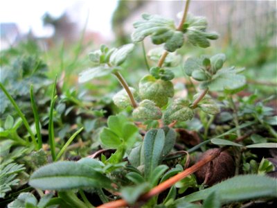 Dreiteiliger Ehrenpreis (Veronica triphyllos) in Hockenheim