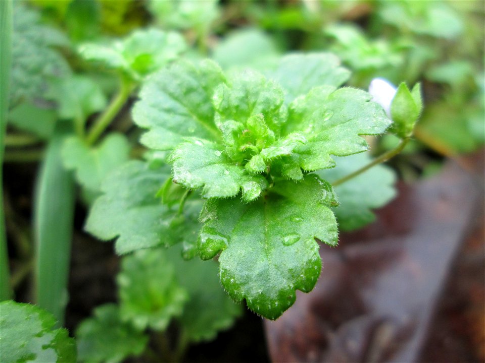 Persischer Ehrenpreis (Veronica persica) am Staden in Saarbrücken - eingeschleppt aus dem Kaukasus