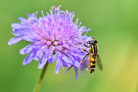 Purple forage fly