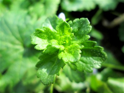 Persischer Ehrenpreis (Veronica persica) in der ehem. Bismarckanlage in Sankt Arnual - eingeschleppt aus Asien