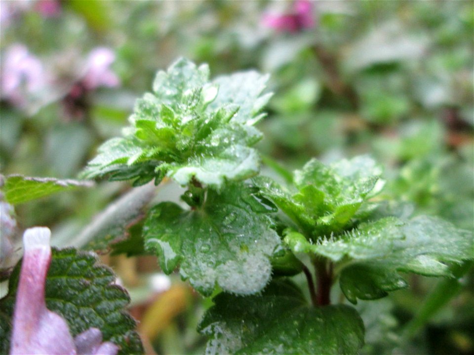 Persischer Ehrenpreis (Veronica persica) in Hockenheim - eingeschleppt aus dem Kaukasusraum