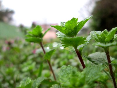 Persischer Ehrenpreis (Veronica persica) in Hockenheim - eingeschleppt aus dem Kaukasusraum