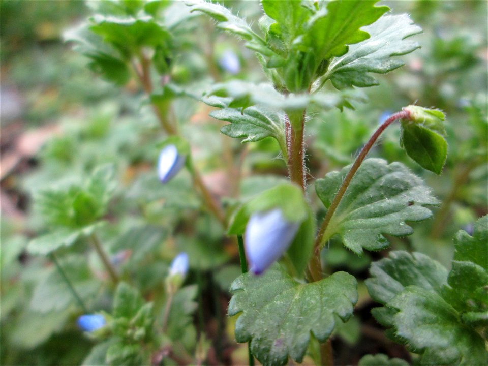 Persischer Ehrenpreis (Veronica persica) in Hockenheim - eingeschleppt aus dem Kaukasusraum