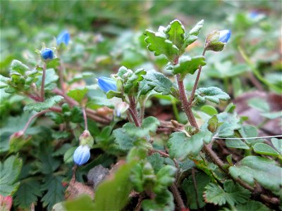 Persischer Ehrenpreis (Veronica persica) in Hockenheim - eingeschleppt aus dem Kaukasusraum