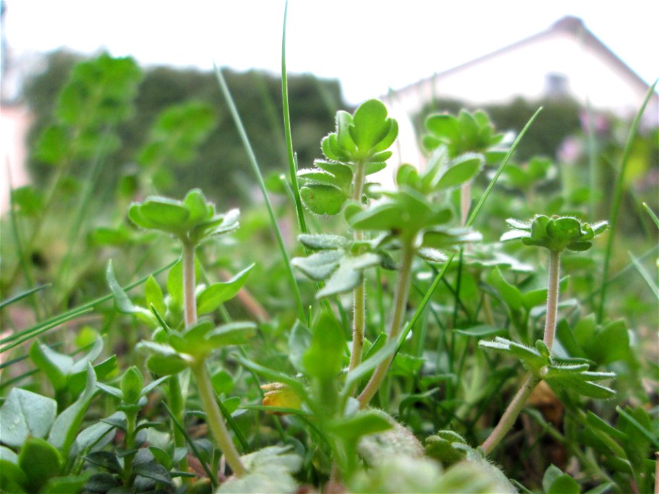 Dreiteiliger oder Finger-Ehrenpreis (Veronica triphyllos) in Hockenheim - hier in Gemeinschaft mit Veronica Persica