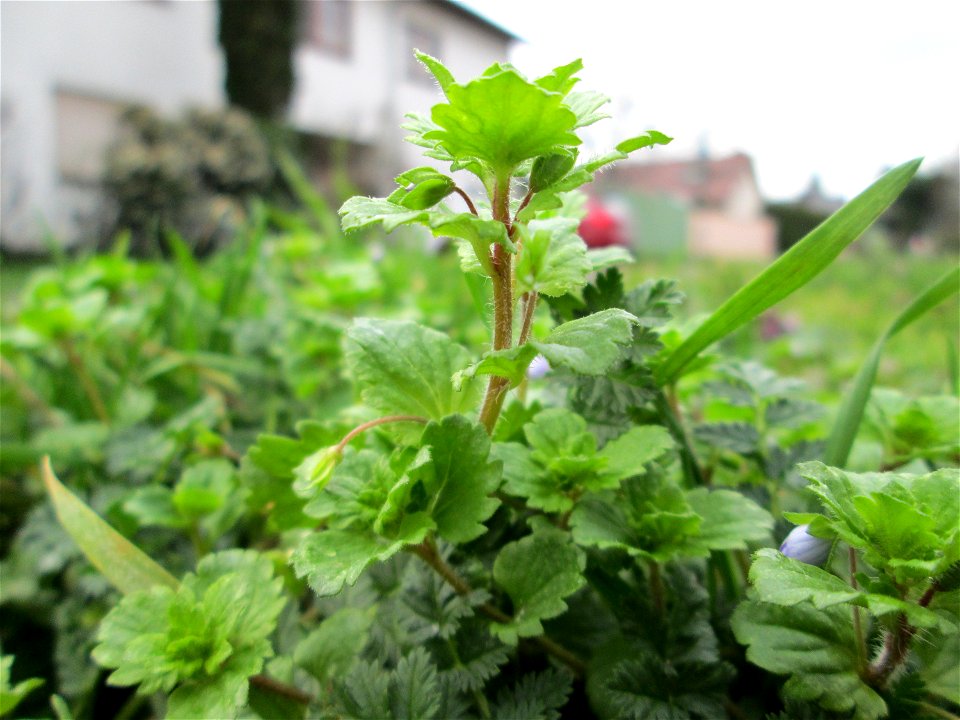 Persischer Ehrenpreis (Veronica persica) in Hockenheim - dieser aus dem Kaukasus eingeschleppte Ehrenpreis gehört längst zur häufigsten in Süddeutschland