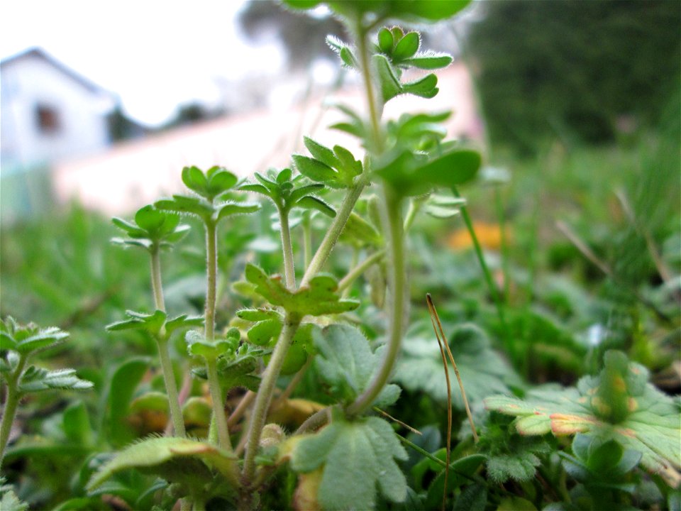 Dreiteiliger oder Finger-Ehrenpreis (Veronica triphyllos) in Hockenheim - hier in Gemeinschaft mit Veronica Persica
