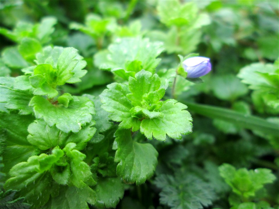 Persischer Ehrenpreis (Veronica persica) in Hockenheim - dieser aus dem Kaukasus eingeschleppte Ehrenpreis gehört längst zur häufigsten in Süddeutschland