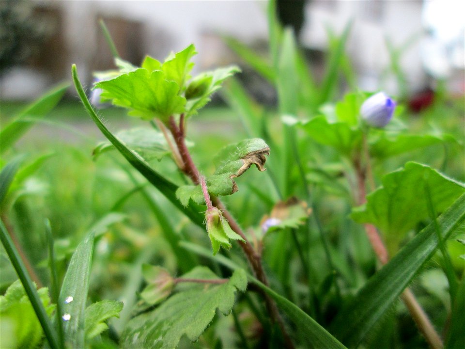 Persischer Ehrenpreis (Veronica persica) in Hockenheim - dieser aus dem Kaukasus eingeschleppte Ehrenpreis gehört längst zur häufigsten in Süddeutschland