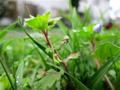 Persischer Ehrenpreis (Veronica persica) in Hockenheim - dieser aus dem Kaukasus eingeschleppte Ehrenpreis gehört längst zur häufigsten in Süddeutschland