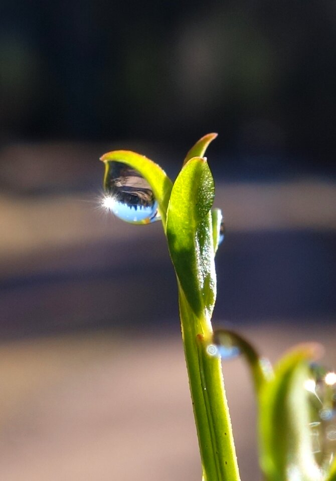 Spring drip mirroring