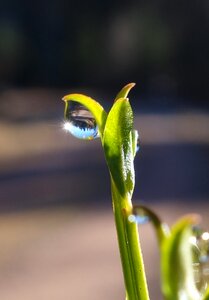 Spring drip mirroring