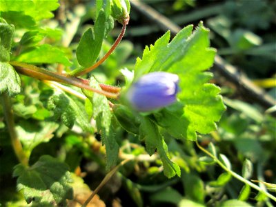 Persischer Ehrenpreis (Veronica persica) auf einer Brachfläche am Messplatz in Hockenheim -  diese aus dem Kaukasus eingeschleppte Art gehört längst zur häufigsten Veronica-Spezies in Süddeutschland