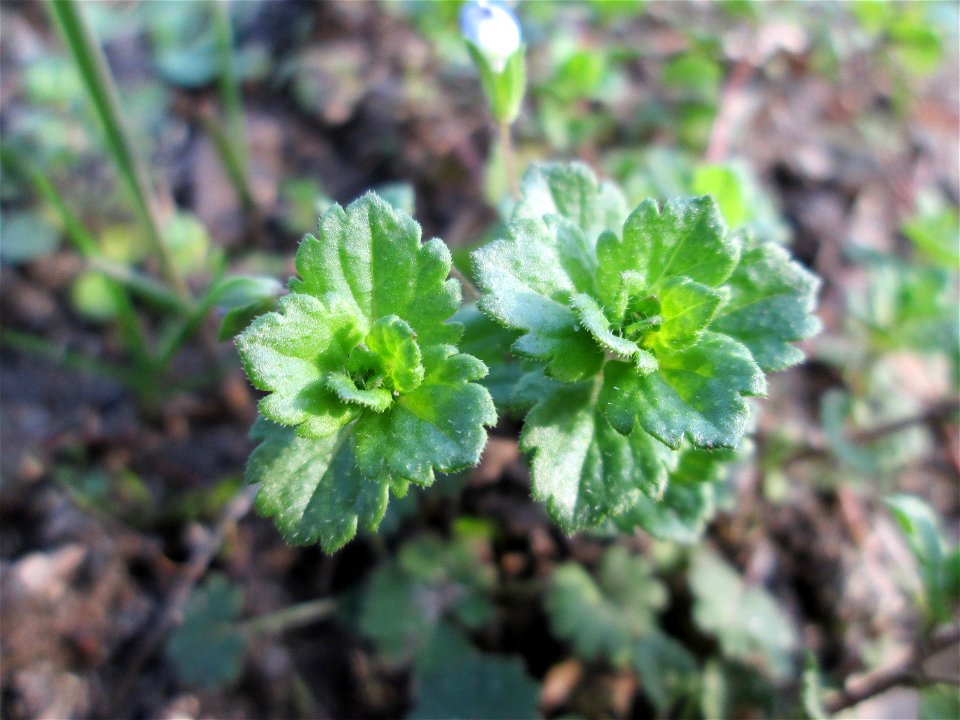 Persischer Ehrenpreis (Veronica persica) im Gartenschaupark Hockenheim - eingeschleppt aus dem Kaukasus