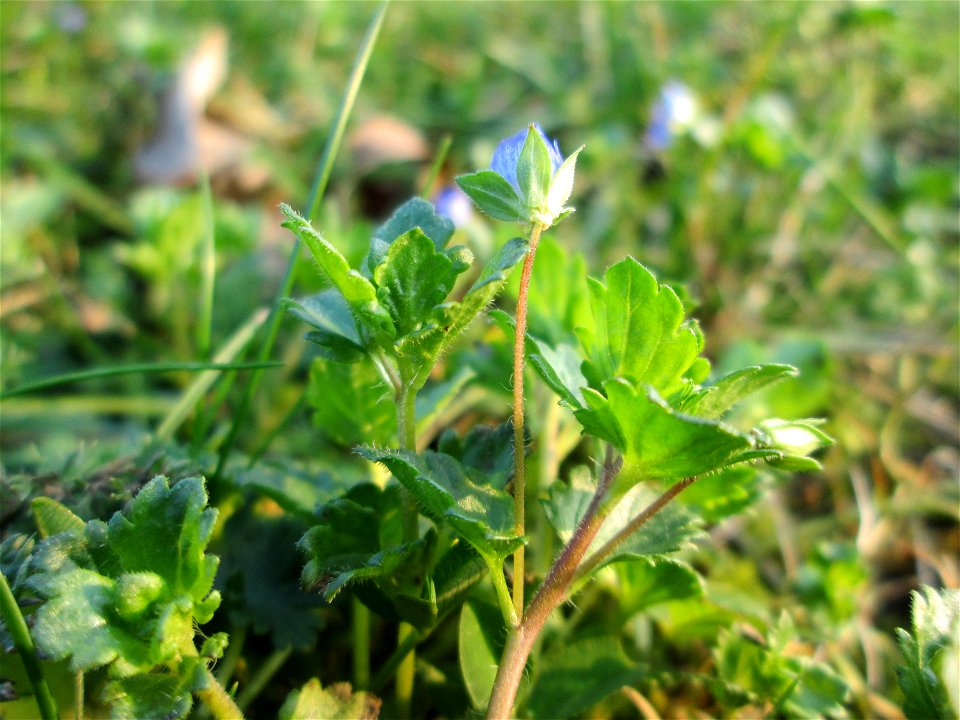 Persischer Ehrenpreis (Veronica persica) im Gartenschaupark Hockenheim - eingeschleppt aus dem Kaukasus - trotz Frost ist er an diesem Standort aufgeblüht