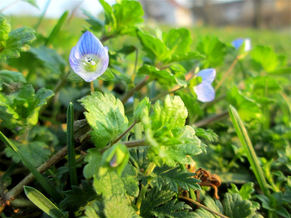 Persischer Ehrenpreis (Veronica persica) im Gartenschaupark Hockenheim - eingeschleppt aus dem Kaukasus - trotz Frost ist er an diesem Standort aufgeblüht