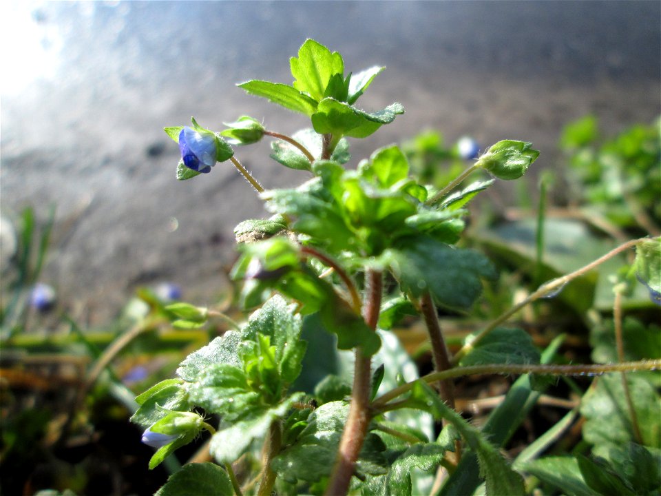 Persischer Ehrenpreis (Veronica persica) an der Saar in Alt-Saarbrücken - eingeschleppt aus Asien