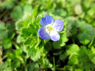 Persischer Ehrenpreis (Veronica persica) in Hockenheim - eingeschleppt aus dem Kaukasus