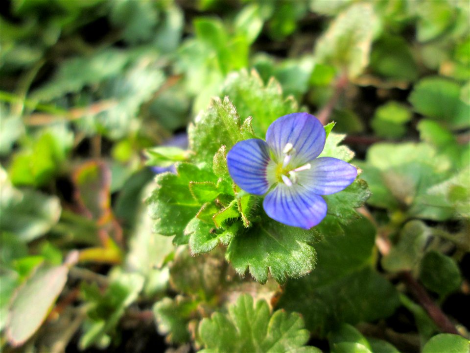 Persischer Ehrenpreis (Veronica persica) in Hockenheim - eingeschleppt aus dem Kaukasus