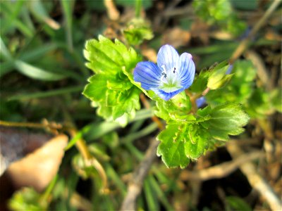 Persischer Ehrenpreis (Veronica persica) auf einer Parkplatzwiese am Nordring in Hockenheim - eingeschleppt aus dem Kaukasus