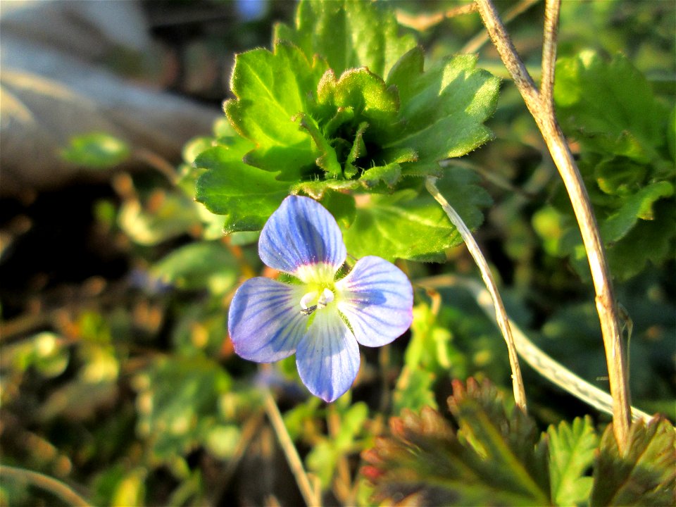Persischer Ehrenpreis (Veronica persica) auf einer Parkplatzwiese am Nordring in Hockenheim - eingeschleppt aus dem Kaukasus