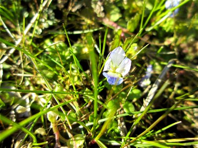 Persischer Ehrenpreis (Veronica persica) in Hockenheim - eingeschleppt aus dem Kaukasus