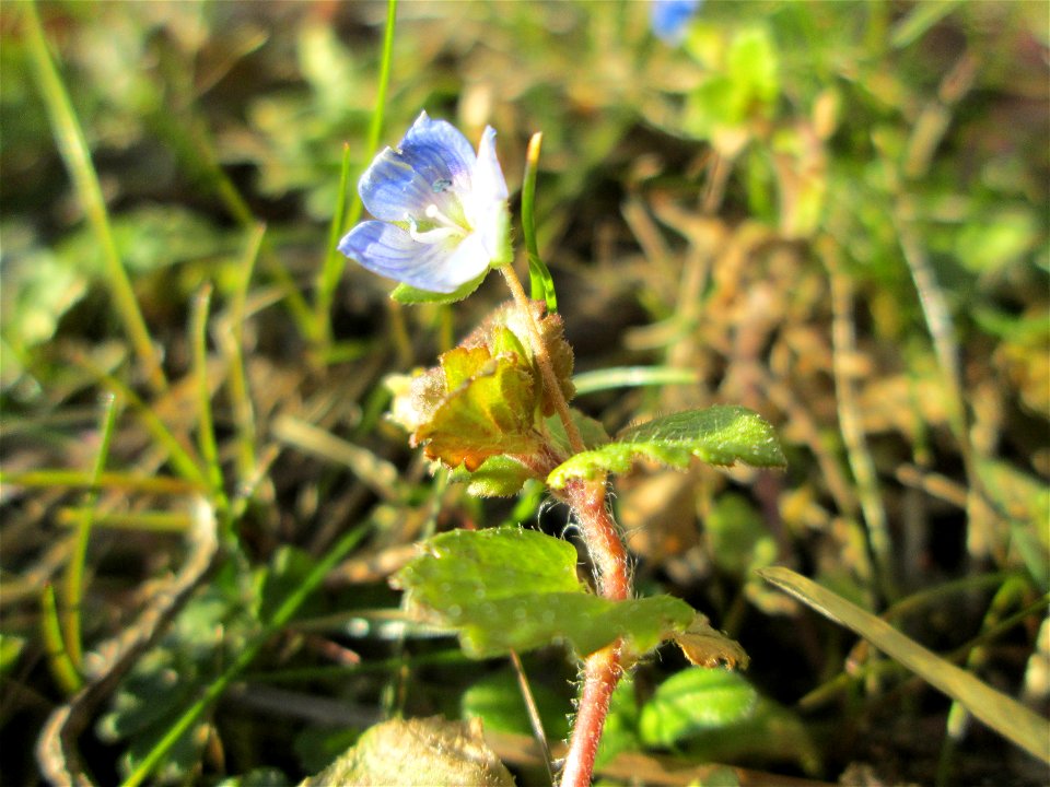Persischer Ehrenpreis (Veronica persica) in Hockenheim - eingeschleppt aus dem Kaukasus