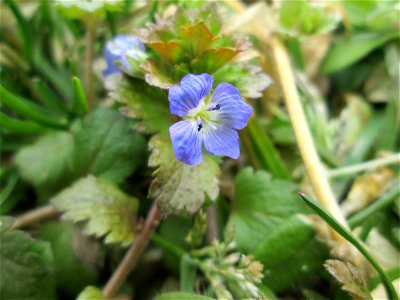 Persischer Ehrenpreis (Veronica persica) am Staden in Saarbrücken