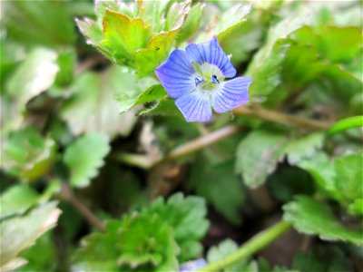 Persischer Ehrenpreis (Veronica persica) am Staden in Saarbrücken