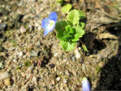 Persischer Ehrenpreis (Veronica persica) auf einer Sandfläche in Hockenheim