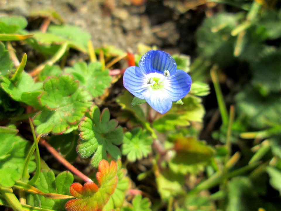 Persischer Ehrenpreis (Veronica persica) auf einer Sandfläche in Hockenheim