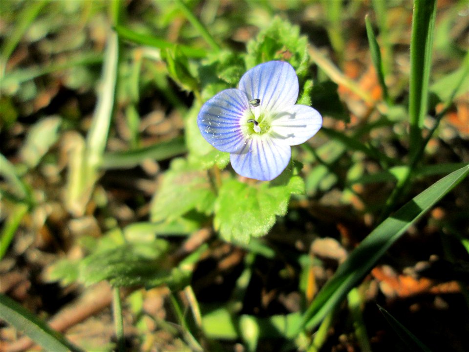 Persischer Ehrenpreis (Veronica persica) an der Neuen Bremm in Alt-Saarbrücken