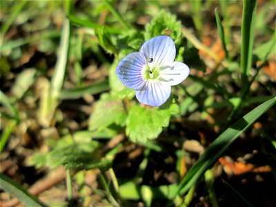 Persischer Ehrenpreis (Veronica persica) an der Neuen Bremm in Alt-Saarbrücken