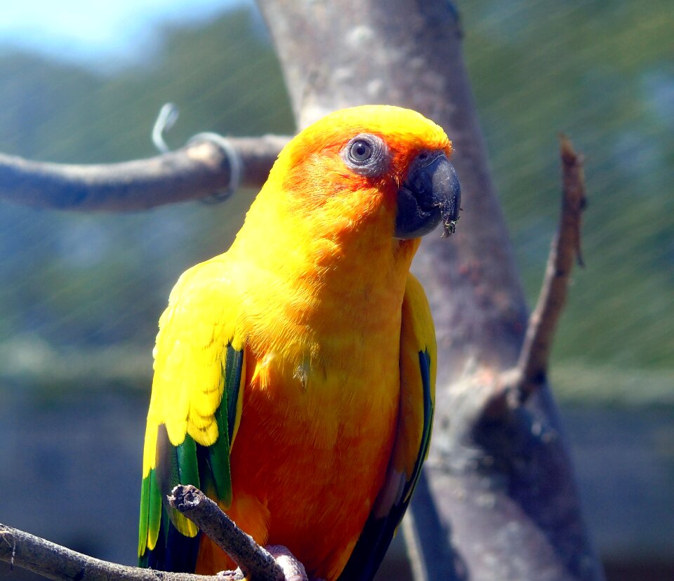 Wild animal wildlife