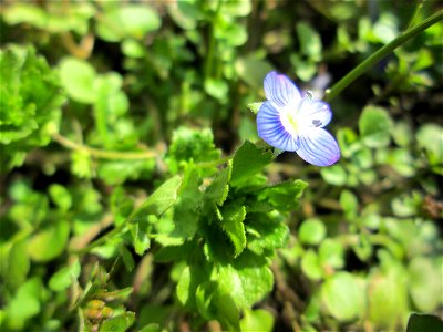 Persischer Ehrenpreis (Veronica persica) in Alt-Saarbrücken