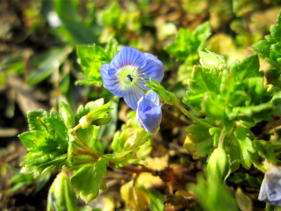 Persischer Ehrenpreis (Veronica persica) in Hockenheim