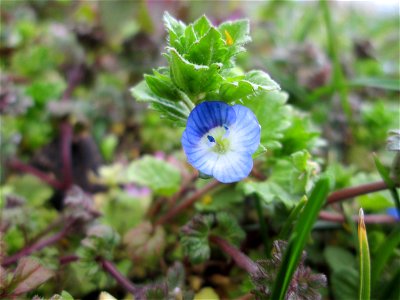 Persischer Ehrenpreis (Veronica persica) in Hockenheim