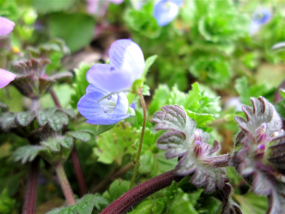 Persischer Ehrenpreis (Veronica persica) und Stängelumfassende Taubnessel (Lamium amplexicaule) in Hockenheim