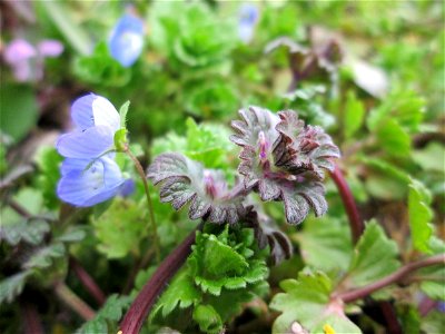 Persischer Ehrenpreis (Veronica persica) und Stängelumfassende Taubnessel (Lamium amplexicaule) in Hockenheim