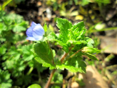 Persischer Ehrenpreis (Veronica persica) am Kraichbach in Hockenheim