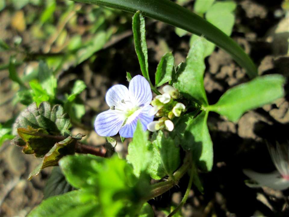 Persischer Ehrenpreis (Veronica persica) am Kraichbach in Hockenheim