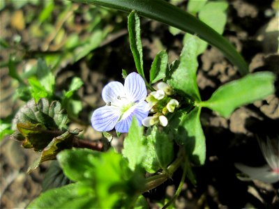 Persischer Ehrenpreis (Veronica persica) am Kraichbach in Hockenheim