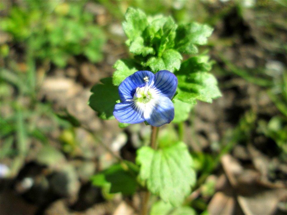 Persischer Ehrenpreis (Veronica persica) am Kraichbach in Hockenheim