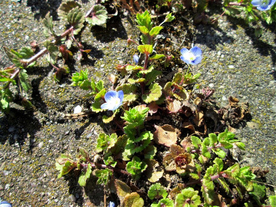 Ritzen-Botanik: Persischer Ehrenpreis (Veronica persica) auf Pflasterstein in Hockenheim