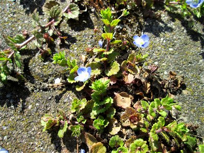 Ritzen-Botanik: Persischer Ehrenpreis (Veronica persica) auf Pflasterstein in Hockenheim