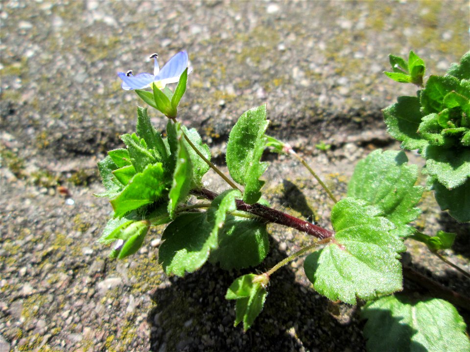 Ritzen-Botanik: Persischer Ehrenpreis (Veronica persica) auf Pflasterstein in Hockenheim