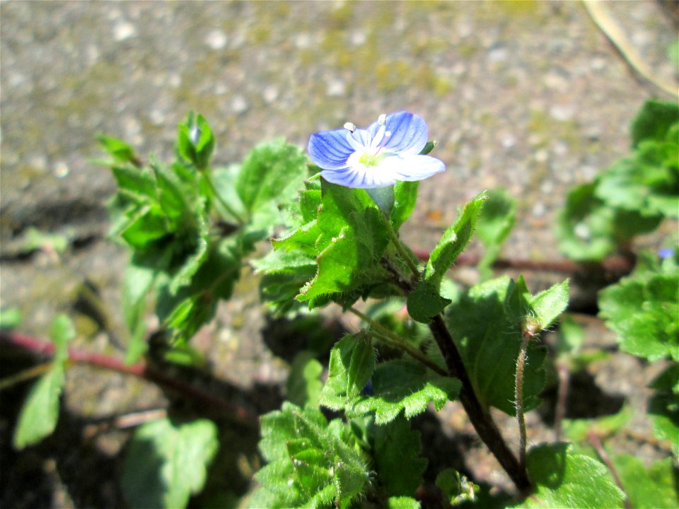Ritzen-Botanik: Persischer Ehrenpreis (Veronica persica) auf Pflasterstein in Hockenheim