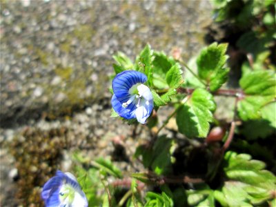 Ritzen-Botanik: Persischer Ehrenpreis (Veronica persica) auf Pflasterstein in Hockenheim