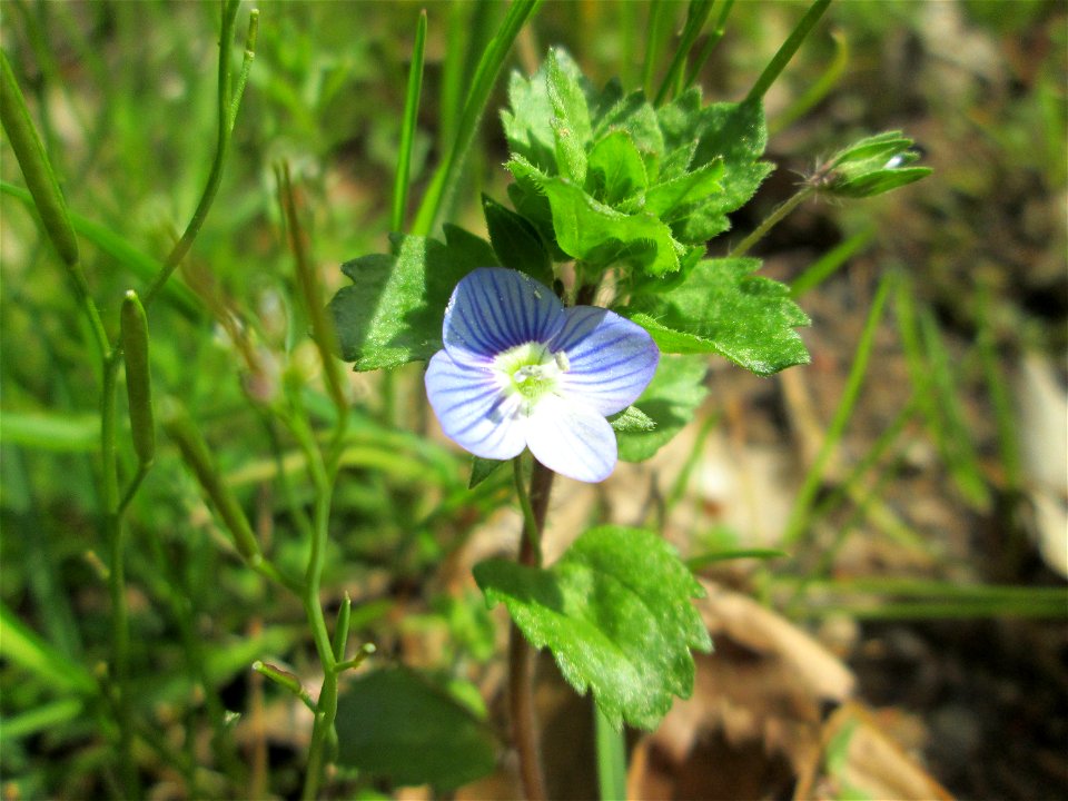 Persischer Ehrenpreis (Veronica persica) im Landschaftsschutzgebiet „Drahtzugweiher und das Habsterwiesental“ in Alt-Saarbrücken