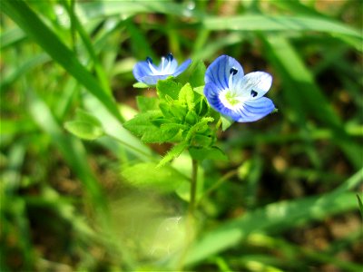 Persischer Ehrenpreis (Veronica persica) in Schwetzingen